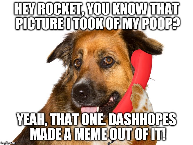 Dog On The Phone | HEY ROCKET, YOU KNOW THAT PICTURE I TOOK OF MY POOP? YEAH, THAT ONE. DASHHOPES MADE A MEME OUT OF IT! | image tagged in dog on the phone | made w/ Imgflip meme maker
