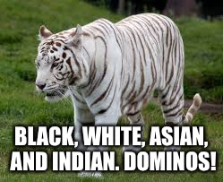 BLACK, WHITE, ASIAN, AND INDIAN. DOMINOS! | made w/ Imgflip meme maker