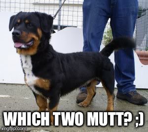 WHICH TWO MUTT? ;) | made w/ Imgflip meme maker