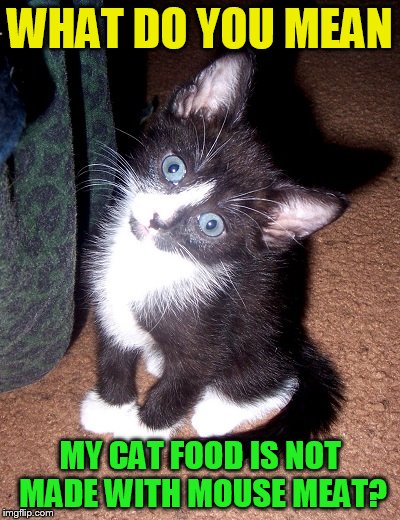 Confused cat ( A dbquacken9887 Template) |  WHAT DO YOU MEAN; MY CAT FOOD IS NOT MADE WITH MOUSE MEAT? | image tagged in confused cat,funny memes,cat food,mouse,laughs,jokes | made w/ Imgflip meme maker