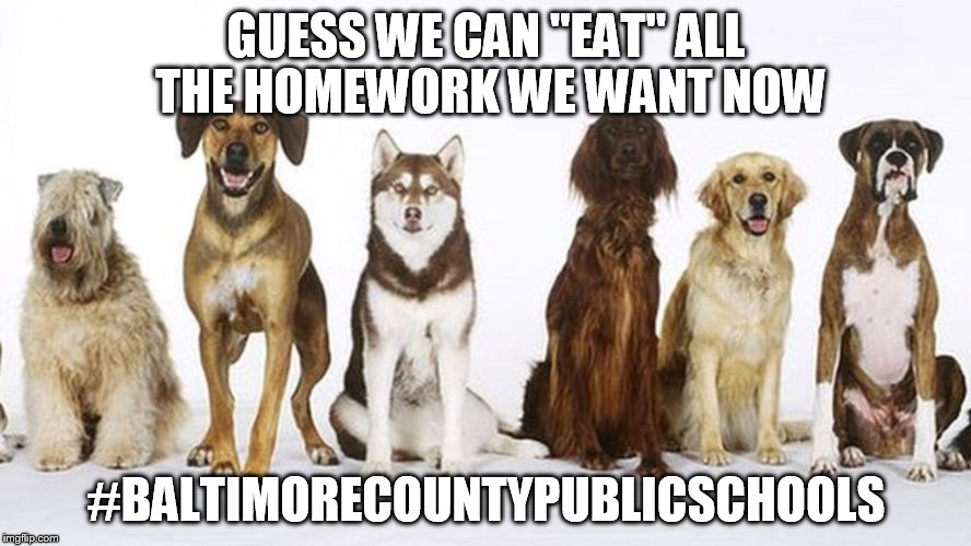 dogs and homework | GUESS WE CAN "EAT" ALL THE HOMEWORK WE WANT NOW; #BALTIMORECOUNTYPUBLICSCHOOLS | image tagged in funny dogs | made w/ Imgflip meme maker