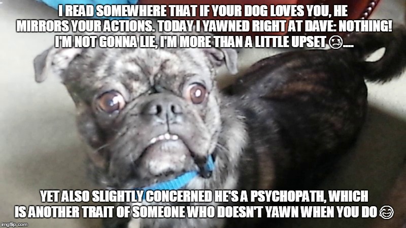 psychopath dog | I READ SOMEWHERE THAT IF YOUR DOG LOVES YOU, HE MIRRORS YOUR ACTIONS. TODAY I YAWNED RIGHT AT DAVE: NOTHING! I'M NOT GONNA LIE, I'M MORE THAN A LITTLE UPSET 😢.... YET ALSO SLIGHTLY CONCERNED HE'S A PSYCHOPATH, WHICH IS ANOTHER TRAIT OF SOMEONE WHO DOESN'T YAWN WHEN YOU DO 😂 | image tagged in psychopath,dog,yawn,funny,funny meme,real life | made w/ Imgflip meme maker