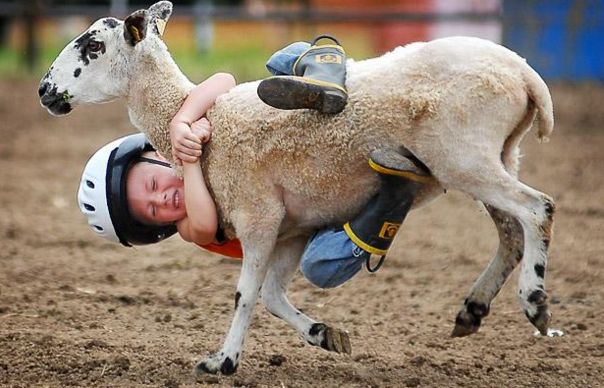 Goat Rodeo Blank Meme Template