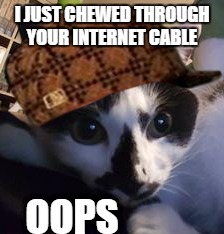I JUST CHEWED THROUGH YOUR INTERNET CABLE; OOPS | image tagged in meme,cats,oops | made w/ Imgflip meme maker