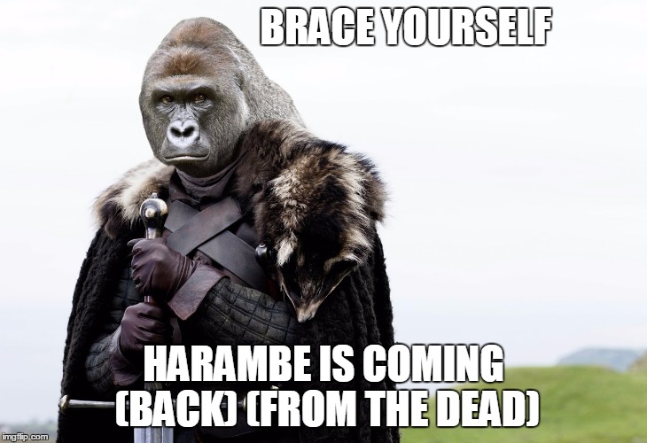 BRACE YOURSELF; HARAMBE IS COMING (BACK) (FROM THE DEAD) | image tagged in harambe,game of thrones | made w/ Imgflip meme maker