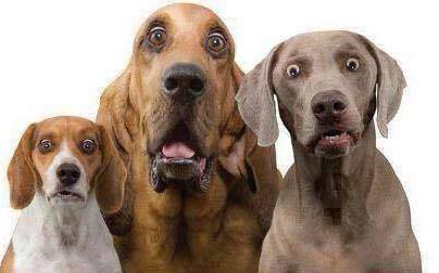 HuhDogs Blank Meme Template