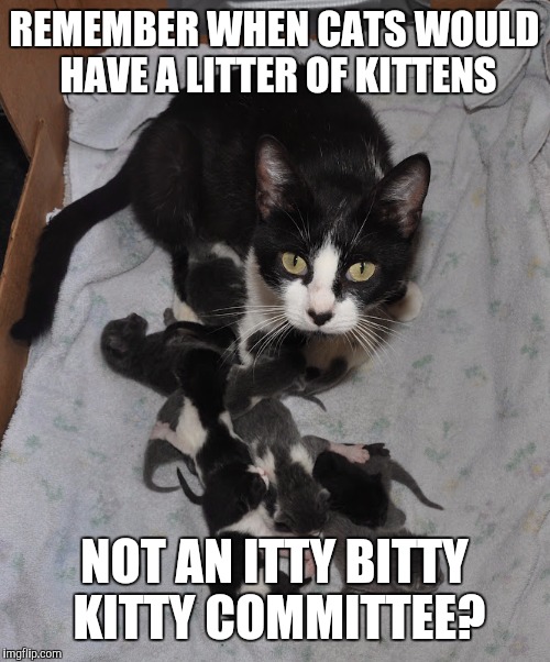 This was before the interwebs | REMEMBER WHEN CATS WOULD HAVE A LITTER OF KITTENS; NOT AN ITTY BITTY KITTY COMMITTEE? | image tagged in cats,kittens | made w/ Imgflip meme maker