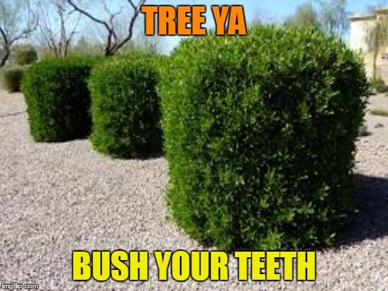 TREE YA BUSH YOUR TEETH | made w/ Imgflip meme maker