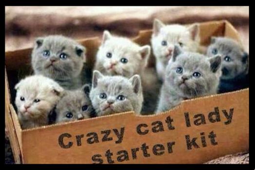 Crazy Cat Lady Starter Kit Blank Meme Template