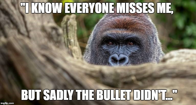 Harambe | "I KNOW EVERYONE MISSES ME, BUT SADLY THE BULLET DIDN'T..." | image tagged in harambe,meme,2016,rip | made w/ Imgflip meme maker