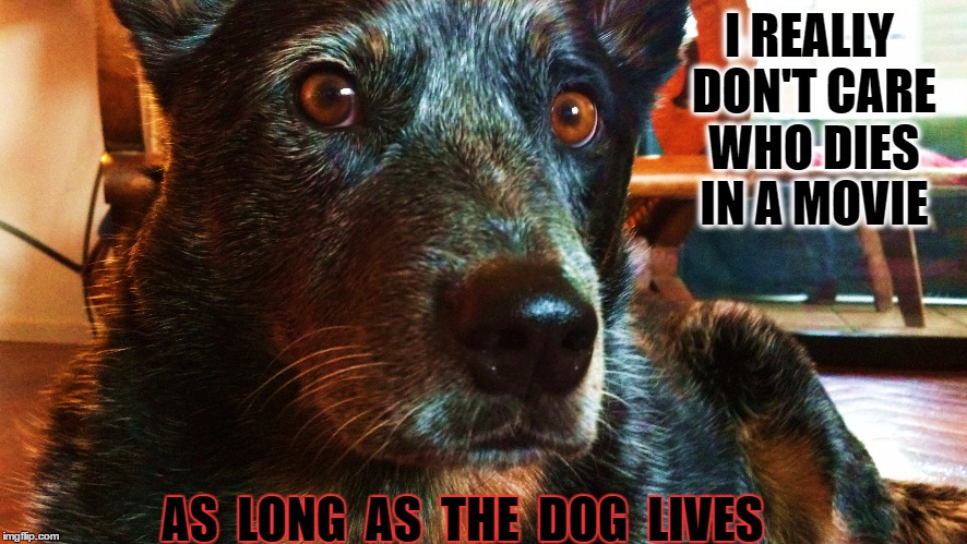 I really don't care who dies in a movie as long as the dog lives | I REALLY DON'T CARE WHO DIES IN A MOVIE; AS  LONG  AS  THE  DOG  LIVES | image tagged in dogs,funny | made w/ Imgflip meme maker
