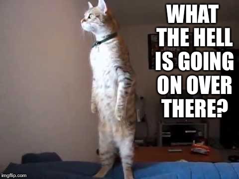 Gladys Cravitz' Cat | WHAT THE HELL IS GOING ON OVER THERE? | image tagged in gladys cravitz' cat | made w/ Imgflip meme maker