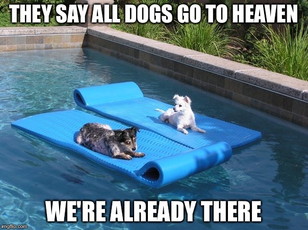 THEY SAY ALL DOGS GO TO HEAVEN; WE'RE ALREADY THERE | image tagged in doggie style | made w/ Imgflip meme maker
