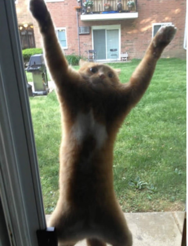 High Quality Cat window Blank Meme Template