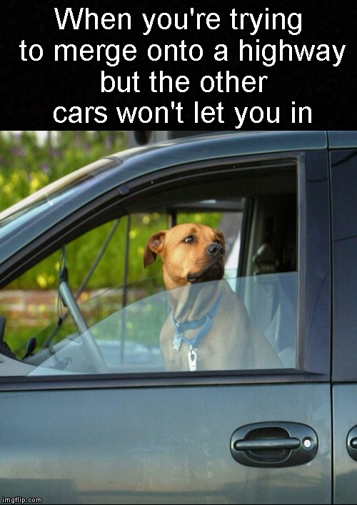 On the outside lookin' in.... | When you're trying to merge onto a highway but the other cars won't let you in | image tagged in funny memes,dog,dogs,driving,traffic,memes | made w/ Imgflip meme maker