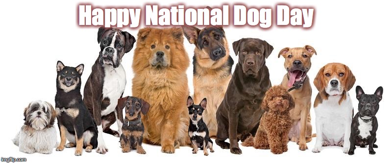 National Dog Day |  Happy National Dog Day | image tagged in dog,dogs,national dog day | made w/ Imgflip meme maker