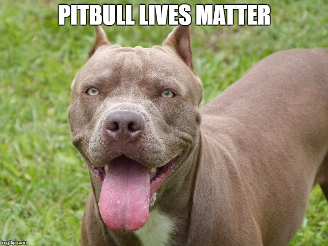 PITBULL LIVES MATTER | image tagged in pitbull lives matter | made w/ Imgflip meme maker