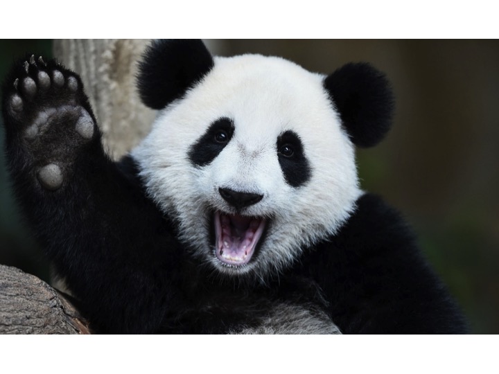 High Quality pandahighfive Blank Meme Template