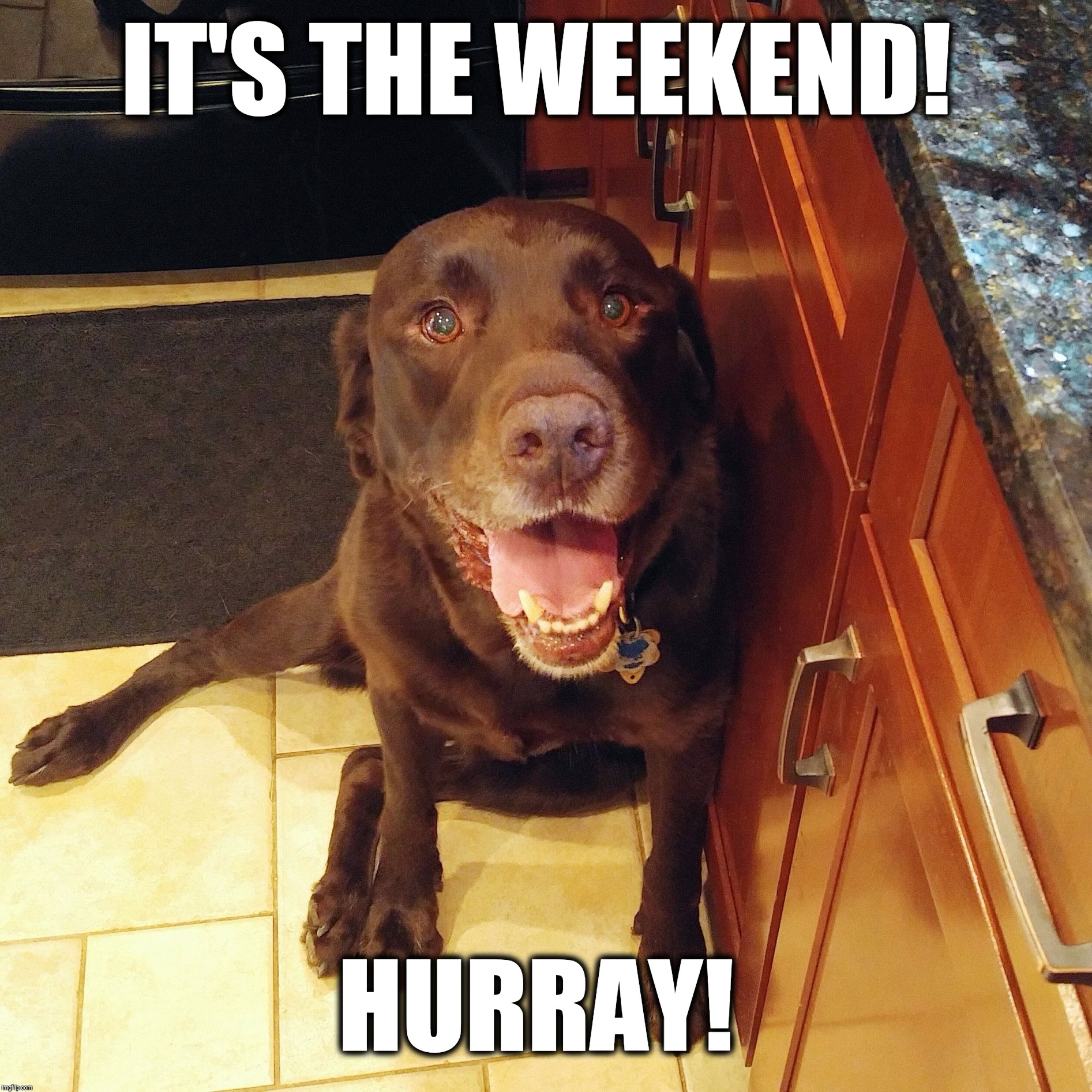 It's the weekend!  | IT'S THE WEEKEND! HURRAY! | image tagged in chuckie the chocolate lab,weekend,hurray,dog memes,cute,tgif | made w/ Imgflip meme maker