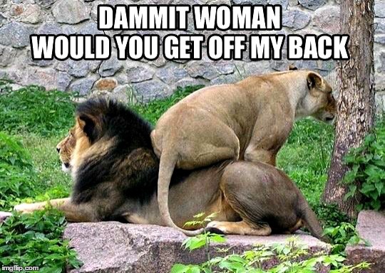 Just Letting You Know Who's The Real Boss | . | image tagged in memes,lions,funny memes | made w/ Imgflip meme maker