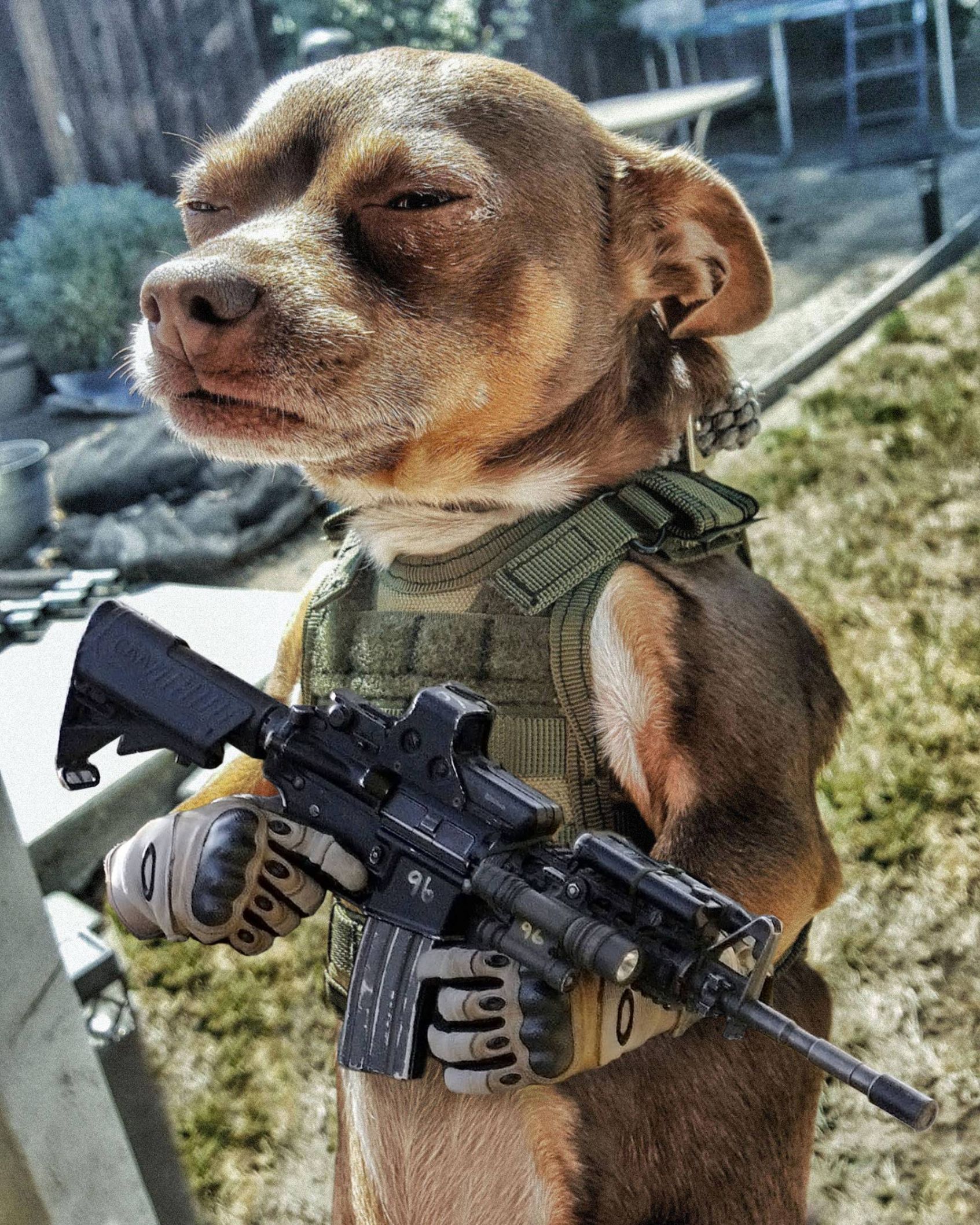 D day Doggo Blank Template Imgflip