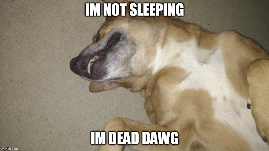smilydeaddog | IM NOT SLEEPING; IM DEAD DAWG | image tagged in funny dogs | made w/ Imgflip meme maker