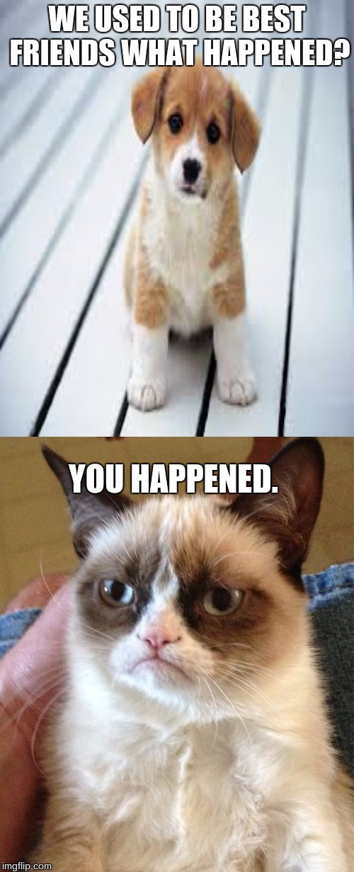 Too far? Oops | WE USED TO BE BEST FRIENDS WHAT HAPPENED? YOU HAPPENED. | image tagged in cute puppy,grumpy cat | made w/ Imgflip meme maker