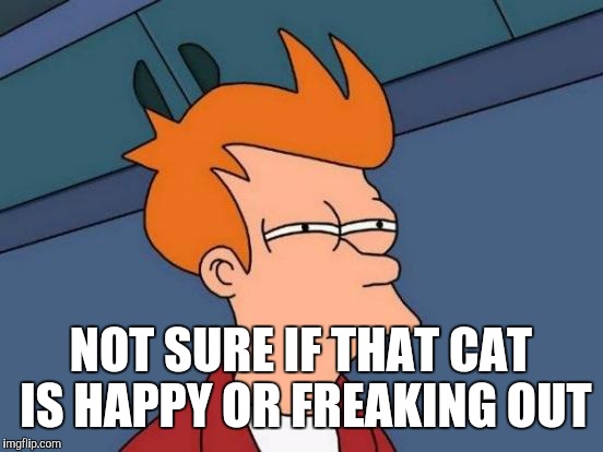 Futurama Fry Meme | NOT SURE IF THAT CAT IS HAPPY OR FREAKING OUT | image tagged in memes,futurama fry | made w/ Imgflip meme maker