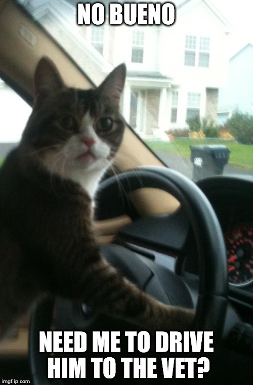 JoJo The Driving Cat | NO BUENO NEED ME TO DRIVE HIM TO THE VET? | image tagged in jojo the driving cat | made w/ Imgflip meme maker