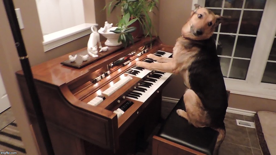 Dog playing organ | . | image tagged in dog playing organ | made w/ Imgflip meme maker
