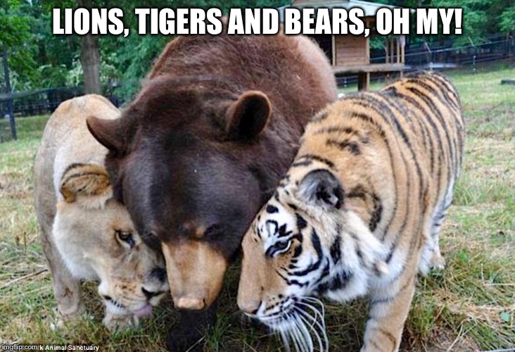 Furs and fangs. | LIONS, TIGERS AND BEARS, OH MY! | image tagged in wild kingdom,lions,tigers,bears | made w/ Imgflip meme maker