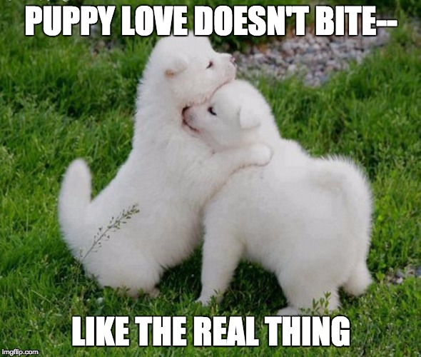 Cute puppies holding | PUPPY LOVE DOESN'T BITE--; LIKE THE REAL THING | image tagged in cute puppies holding | made w/ Imgflip meme maker