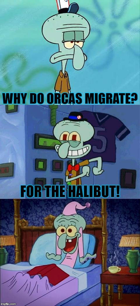 Bad Pun Squidward | WHY DO ORCAS MIGRATE? FOR THE HALIBUT! | image tagged in bad pun squidward,bad pun,squidward,memes,funny,sea life | made w/ Imgflip meme maker