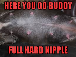 HERE YOU GO BUDDY FULL HARD NIPPLE | made w/ Imgflip meme maker