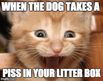 Excited Cat Meme | WHEN THE DOG TAKES A; PISS IN YOUR LITTER BOX | image tagged in memes,excited cat | made w/ Imgflip meme maker
