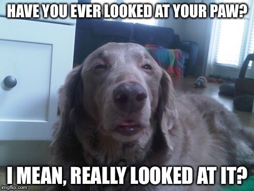 HAVE YOU EVER LOOKED AT YOUR PAW? I MEAN, REALLY LOOKED AT IT? | made w/ Imgflip meme maker