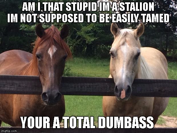 Horses | AM I THAT STUPID IM A STALION IM NOT SUPPOSED TO BE EASILY TAMED; YOUR A TOTAL DUMBASS | image tagged in horses | made w/ Imgflip meme maker