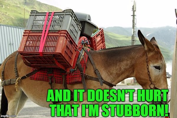 AND IT DOESN'T HURT THAT I'M STUBBORN! | image tagged in mule | made w/ Imgflip meme maker