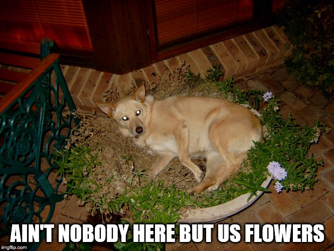 Dog that thinks it's a flower. - Imgflip