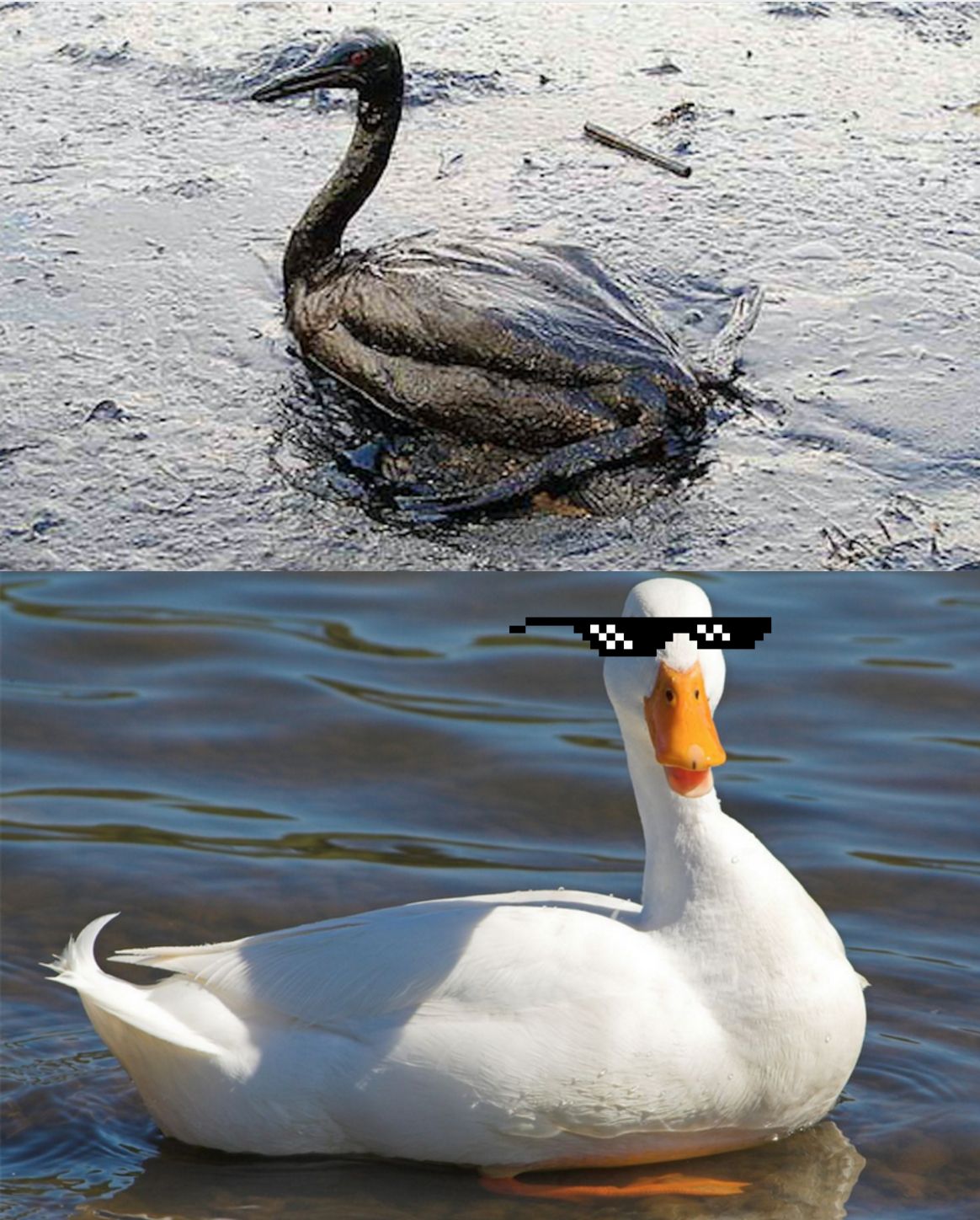 High Quality Oil Spill Duck Blank Meme Template