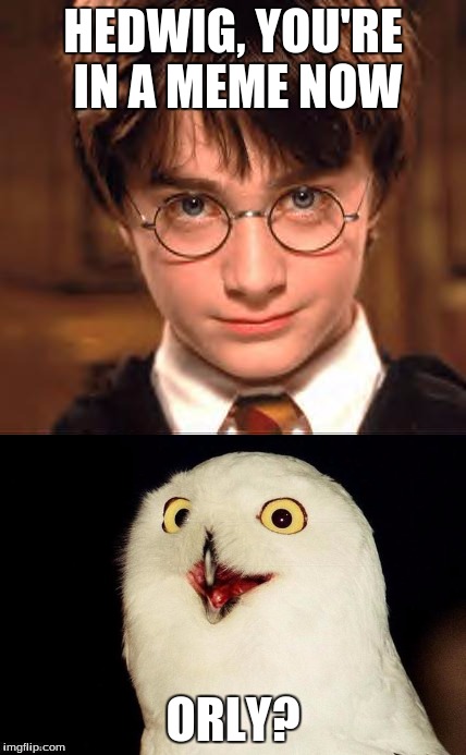 Orly? | HEDWIG, YOU'RE IN A MEME NOW; ORLY? | image tagged in orly | made w/ Imgflip meme maker
