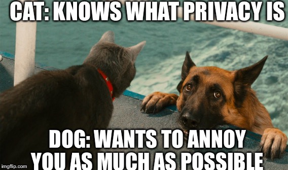 Cats rule Dogs drool | CAT: KNOWS WHAT PRIVACY IS; DOG: WANTS TO ANNOY YOU AS MUCH AS POSSIBLE | image tagged in dogs an cats | made w/ Imgflip meme maker