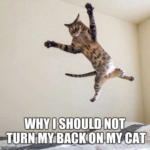 Had to use stock picture | WHY I SHOULD NOT TURN MY BACK ON MY CAT | image tagged in flying kitteh,attack,cat | made w/ Imgflip meme maker