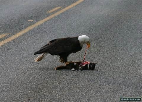 High Quality eagle roadkill hilary Blank Meme Template