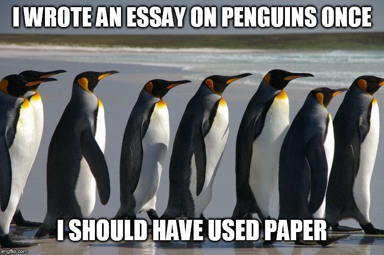 I WROTE AN ESSAY ON PENGUINS ONCE; I SHOULD HAVE USED PAPER | image tagged in memes,penguin | made w/ Imgflip meme maker