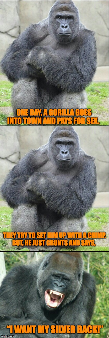Gorilla My Dreams | ONE DAY, A GORILLA GOES INTO TOWN AND PAYS FOR SEX. THEY TRY TO SET HIM UP WITH A CHIMP. BUT, HE JUST GRUNTS AND SAYS, “I WANT MY SILVER BACK!” | image tagged in bad joke gorilla,funny memes | made w/ Imgflip meme maker