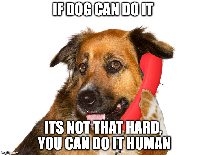 Dog On The Phone | IF DOG CAN DO IT ITS NOT THAT HARD, YOU CAN DO IT HUMAN | image tagged in dog on the phone | made w/ Imgflip meme maker