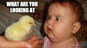 Experience the unexpected  | WHAT ARE YOU LOOKING AT | image tagged in memes,first world problems,funny memes,baby,chicken | made w/ Imgflip meme maker