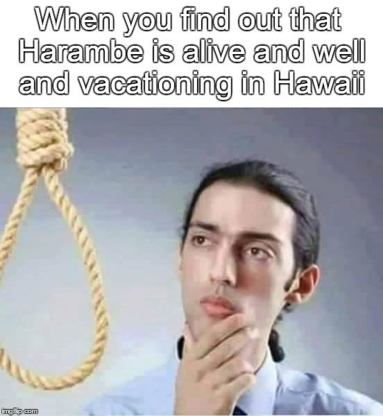 Harambe Contemplation | When you find out that Harambe is alive and well and vacationing in Hawaii | image tagged in harambe,alive,hawaii,suicide,noose,hanging | made w/ Imgflip meme maker