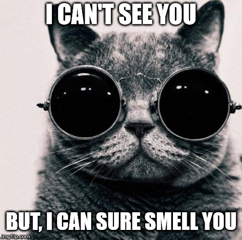 I CAN'T SEE YOU; BUT, I CAN SURE SMELL YOU | image tagged in cats,funny memes | made w/ Imgflip meme maker